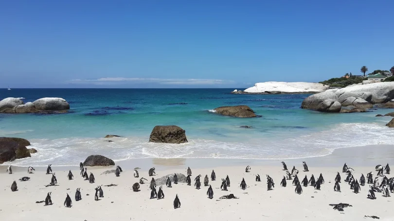 Cape Town’s Top 10 Best Beaches: Sun, Sand, and Scenic Beauty - myNewsRoom